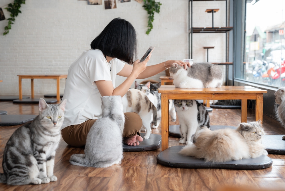 cat cafe